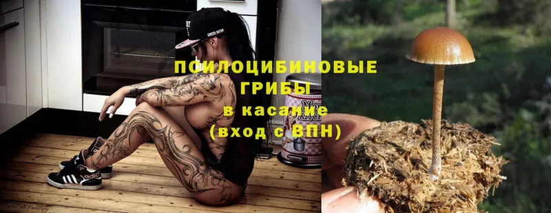 Галлюциногенные грибы Psilocybe  Новоалтайск 